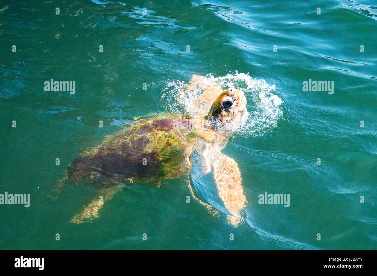 Turtle Coming Sea Turtle, coming up to the top for food Stock Photo - Alamy