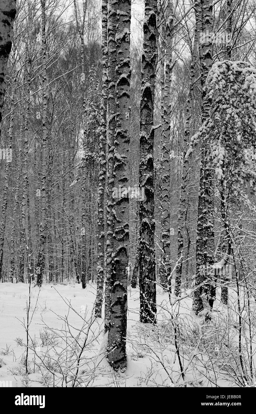 Bright winter landscape pine Black and White Stock Photos & Images - Alamy