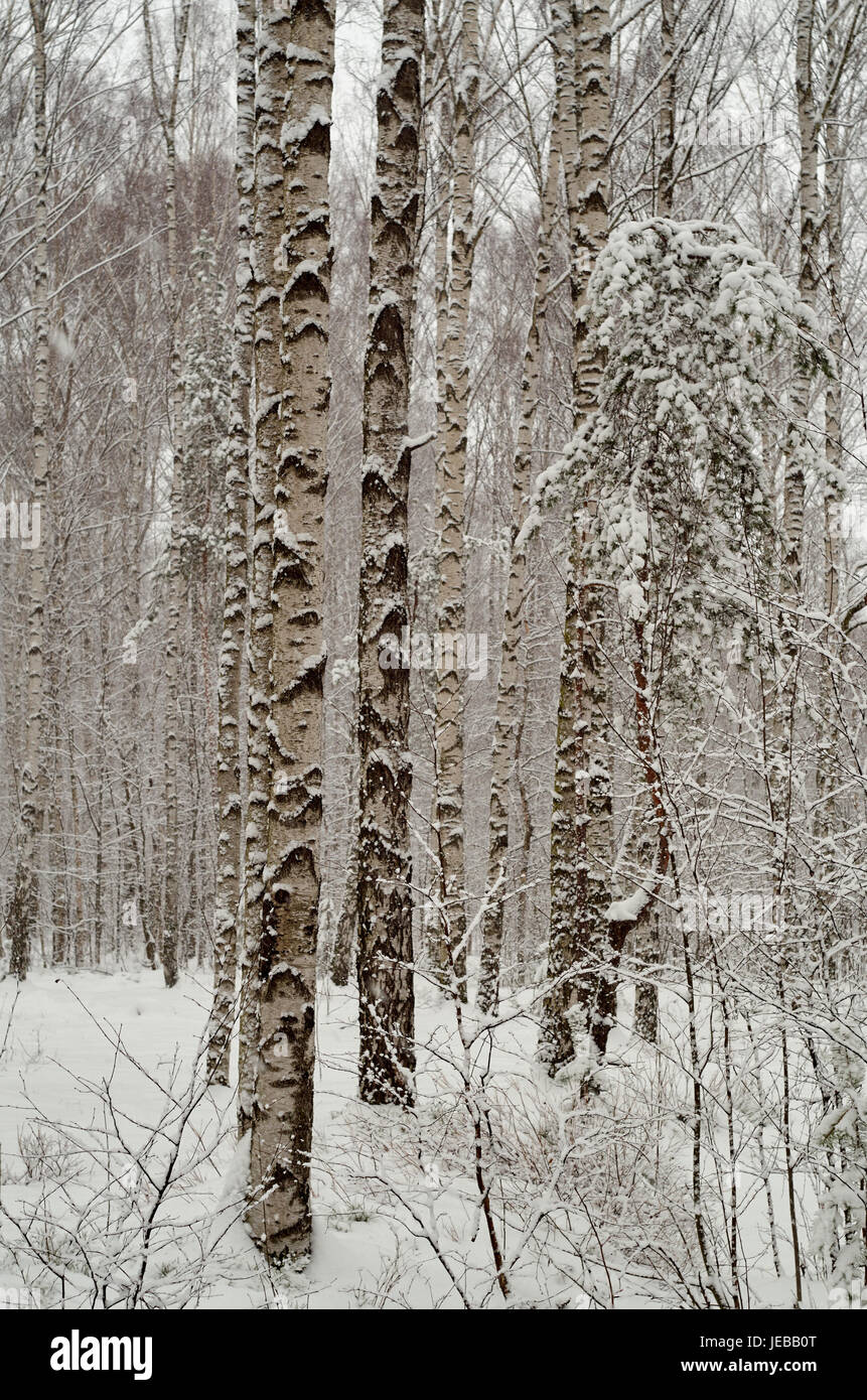 Winter in forest hi-res stock photography and images - Alamy