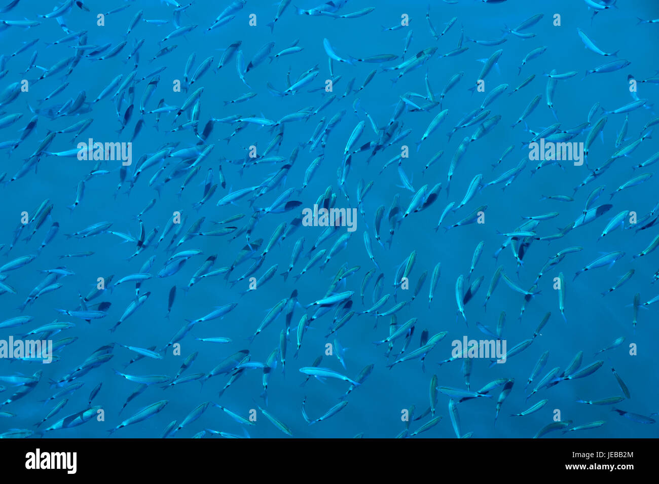 Fishes. Stock Photo