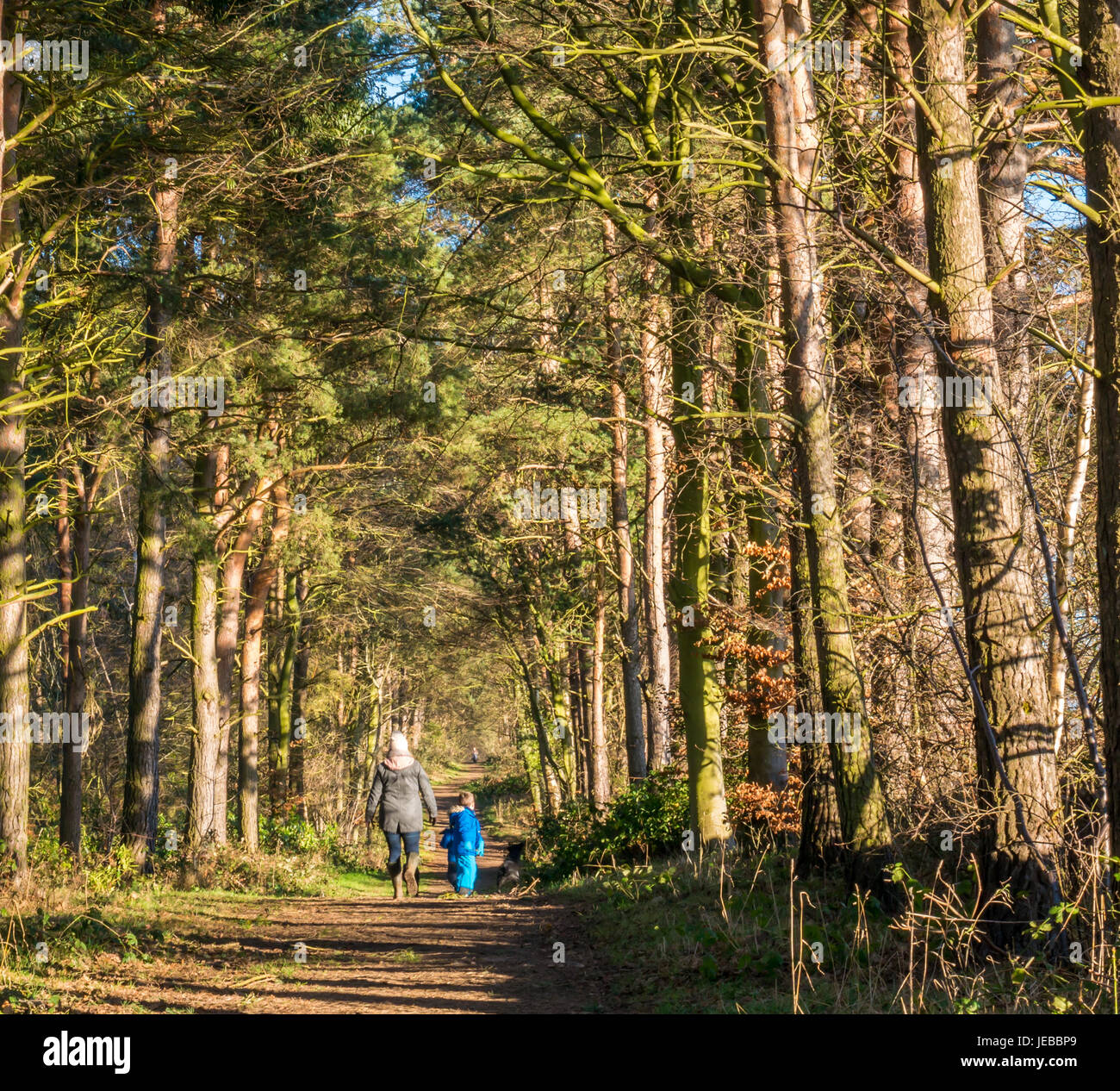 Mother and young child walking on Binning Wood forest trail on sunny winter day, East Lothian, Scotland, UK Stock Photo