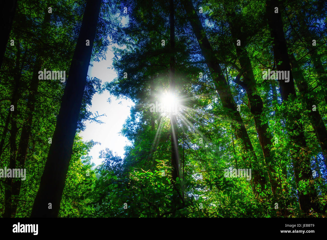 Sunburst Through Trees Stock Photo
