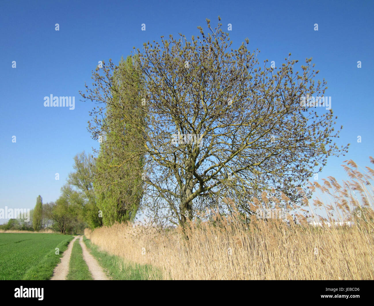 Ash Tree Structure Mature ash trees hi-res stock photography and images - Alamy