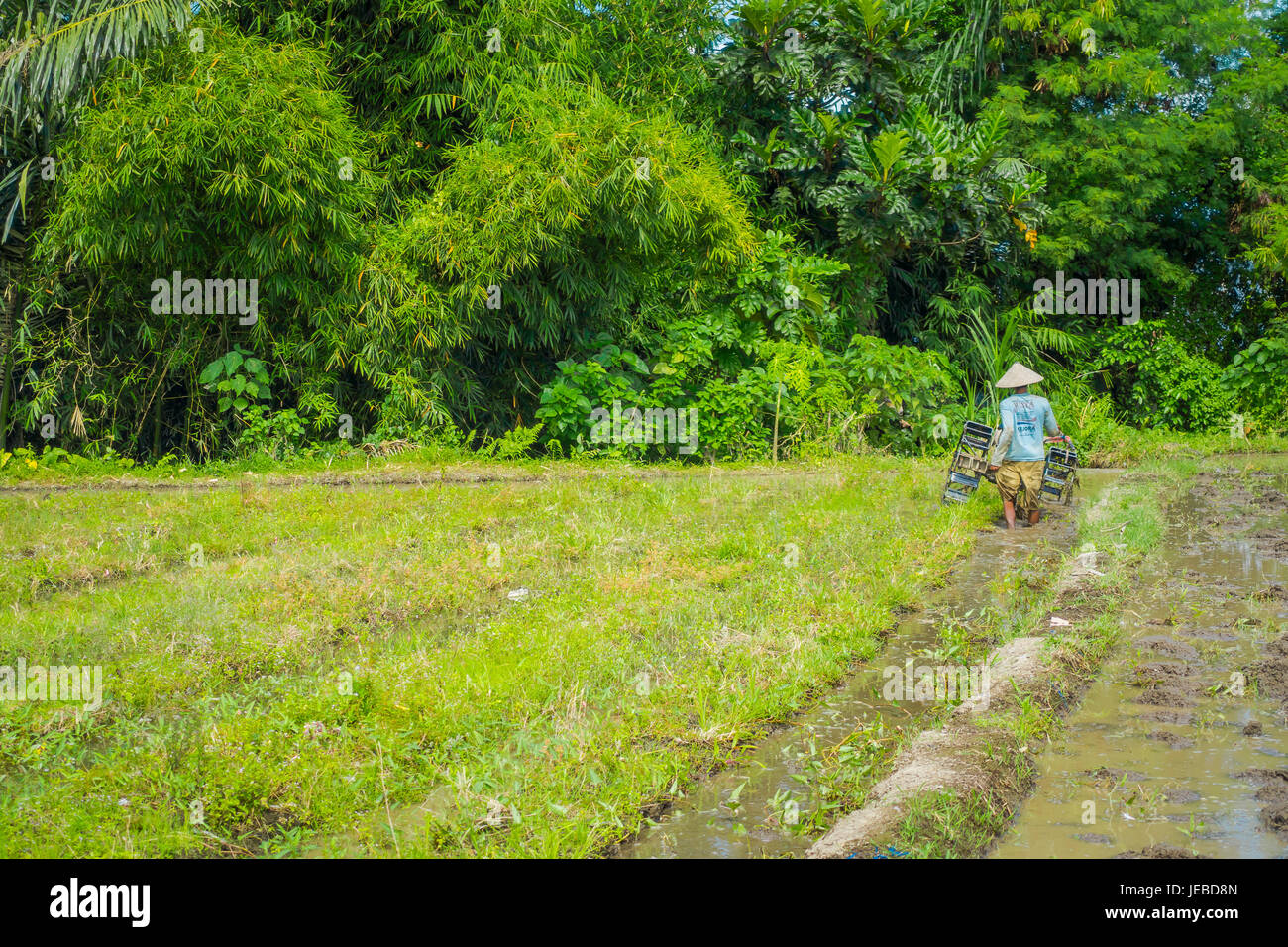 A monkey helped harvest and husking the coconut. Long-tailed monkeys or  long-tailed macaque in Pariaman, not just animals that live in the wild,  but these monkeys are also utilized by the local