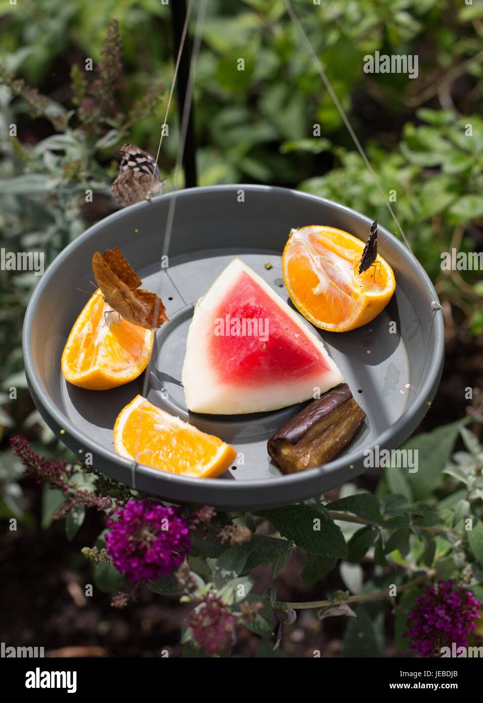 Butterflies Enjoying Fruit From A Butterfly Feeder Stock Photo
