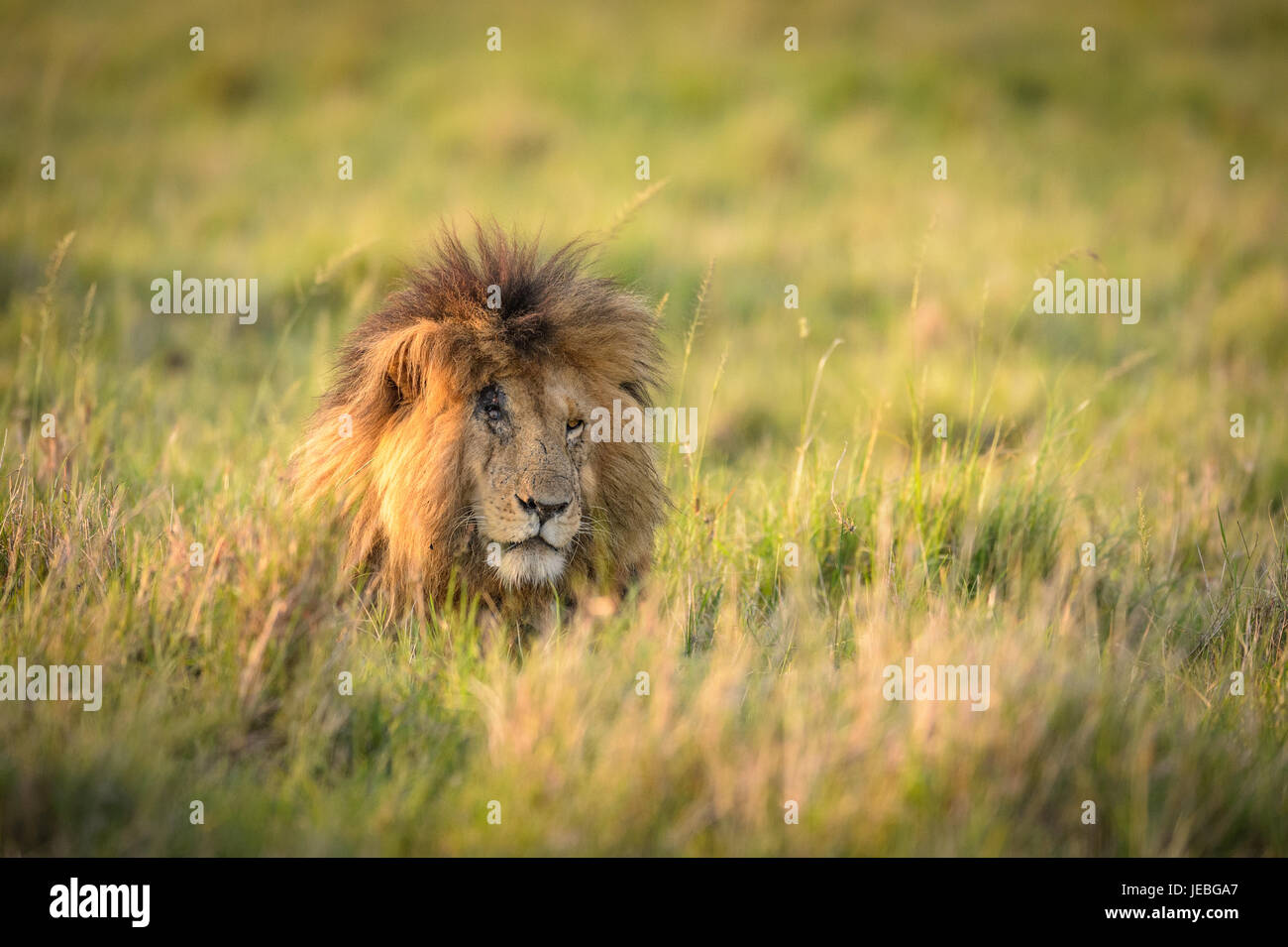 Male lion in the Maasai Mara Stock Photo - Alamy