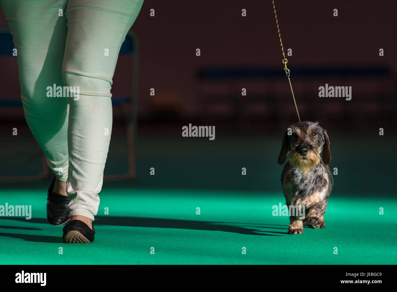 NEC, BIRMINGHAM, ENGLAND, UK. 9th MARCH 2017. Pictured:  / First held in 1891, Crufts is said to be the largest show of its kind in the world, the ann Stock Photo