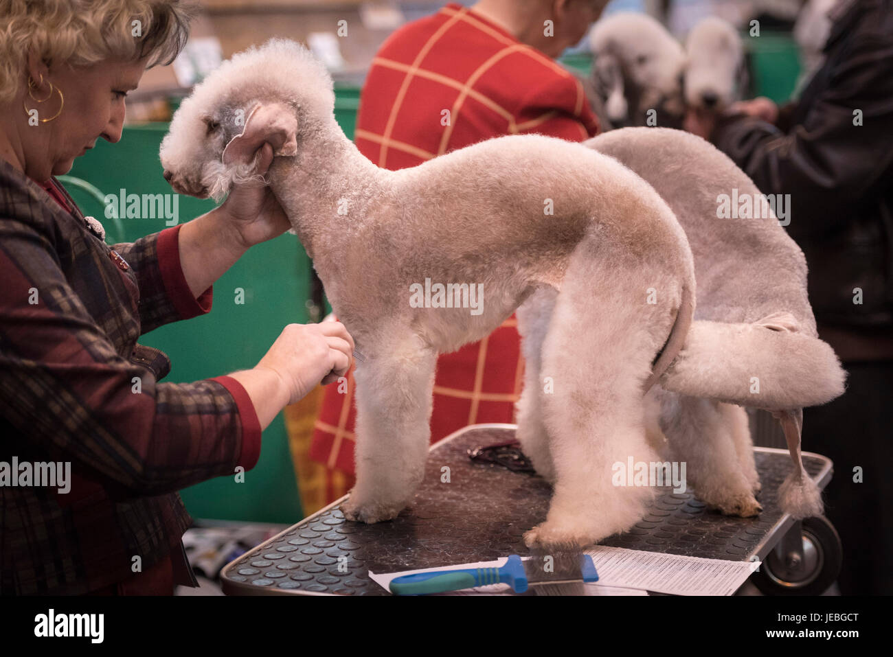 NEC, BIRMINGHAM, ENGLAND, UK. 9th MARCH 2017. Pictured:  Bedlington Terriers are groomed by their owners prior to competing at Crufts.  / First held i Stock Photo