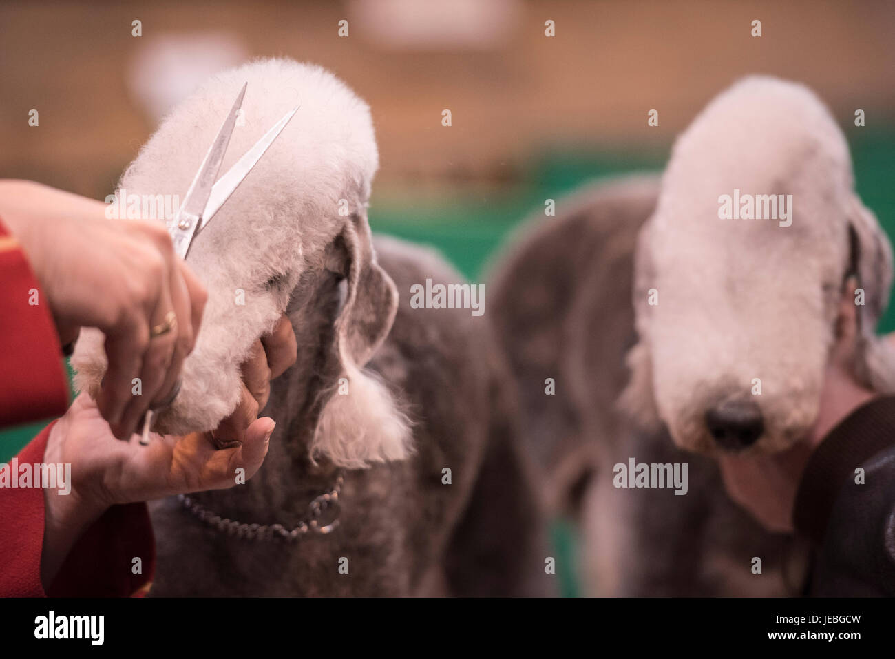 NEC, BIRMINGHAM, ENGLAND, UK. 9th MARCH 2017. Pictured:  Bedlington Terriers are groomed by their owners prior to competing at Crufts. / First held in Stock Photo