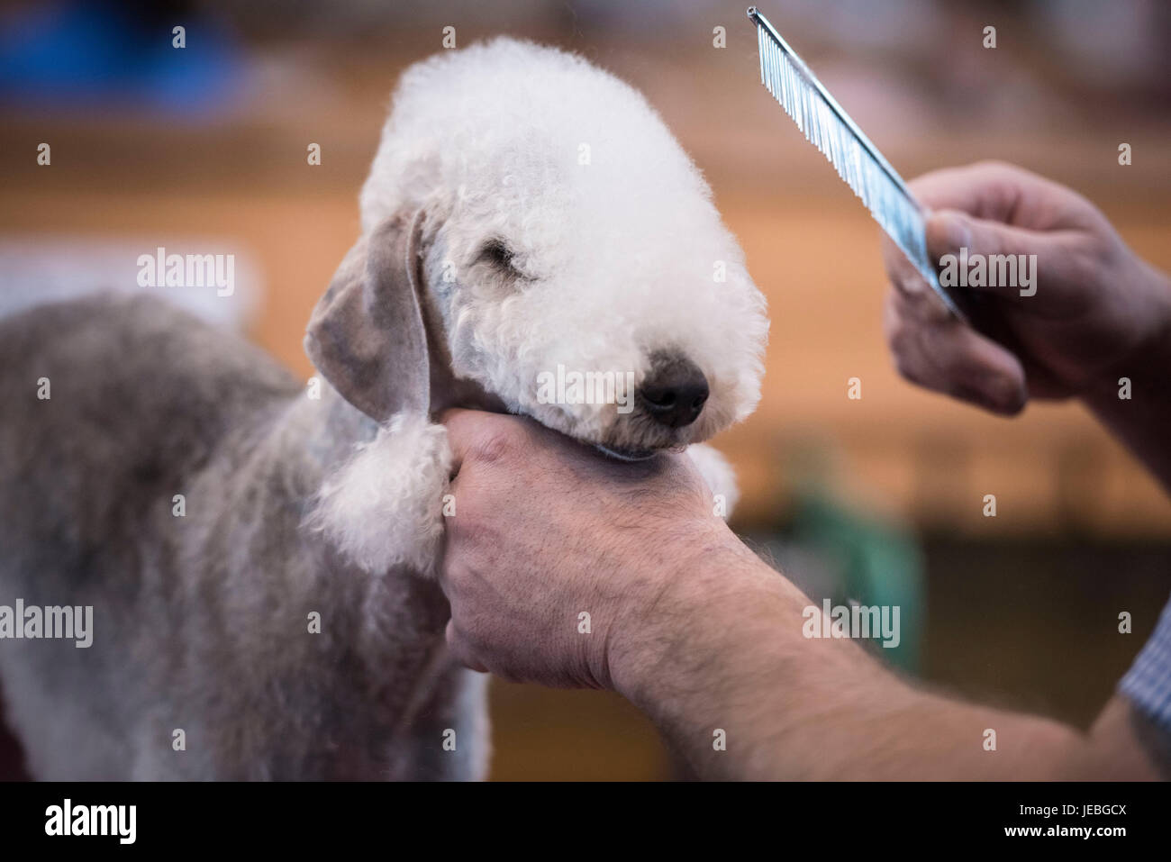 NEC, BIRMINGHAM, ENGLAND, UK. 9th MARCH 2017. Pictured:  A Bedlington Terrier is groomed by its owner prior to competing at Crufts. / First held in 18 Stock Photo