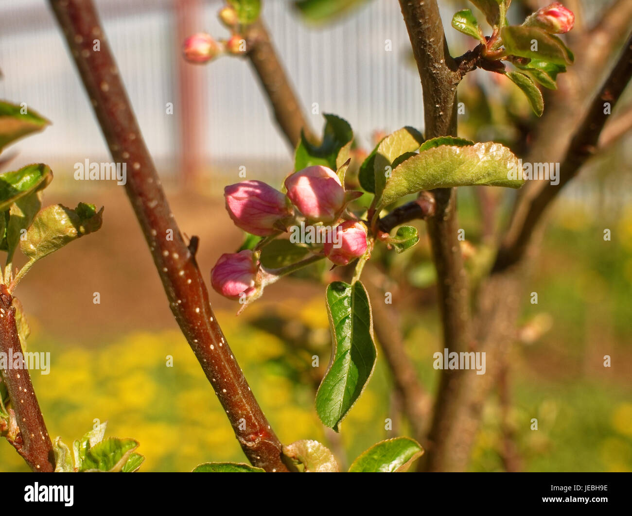 tula apple blossom