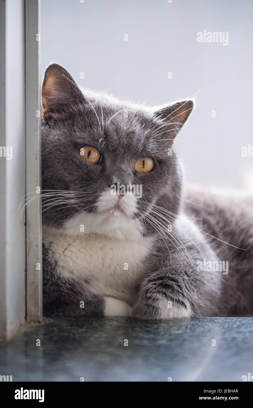 The gray British cat, lying on the floor Stock Photo - Alamy