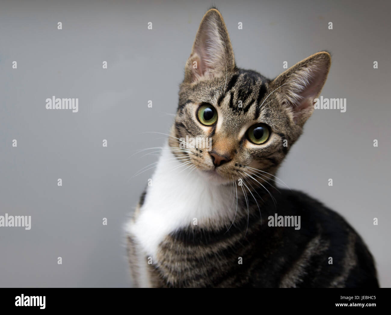 Black Mackerel Tabby High Resolution Stock Photography and Images Alamy