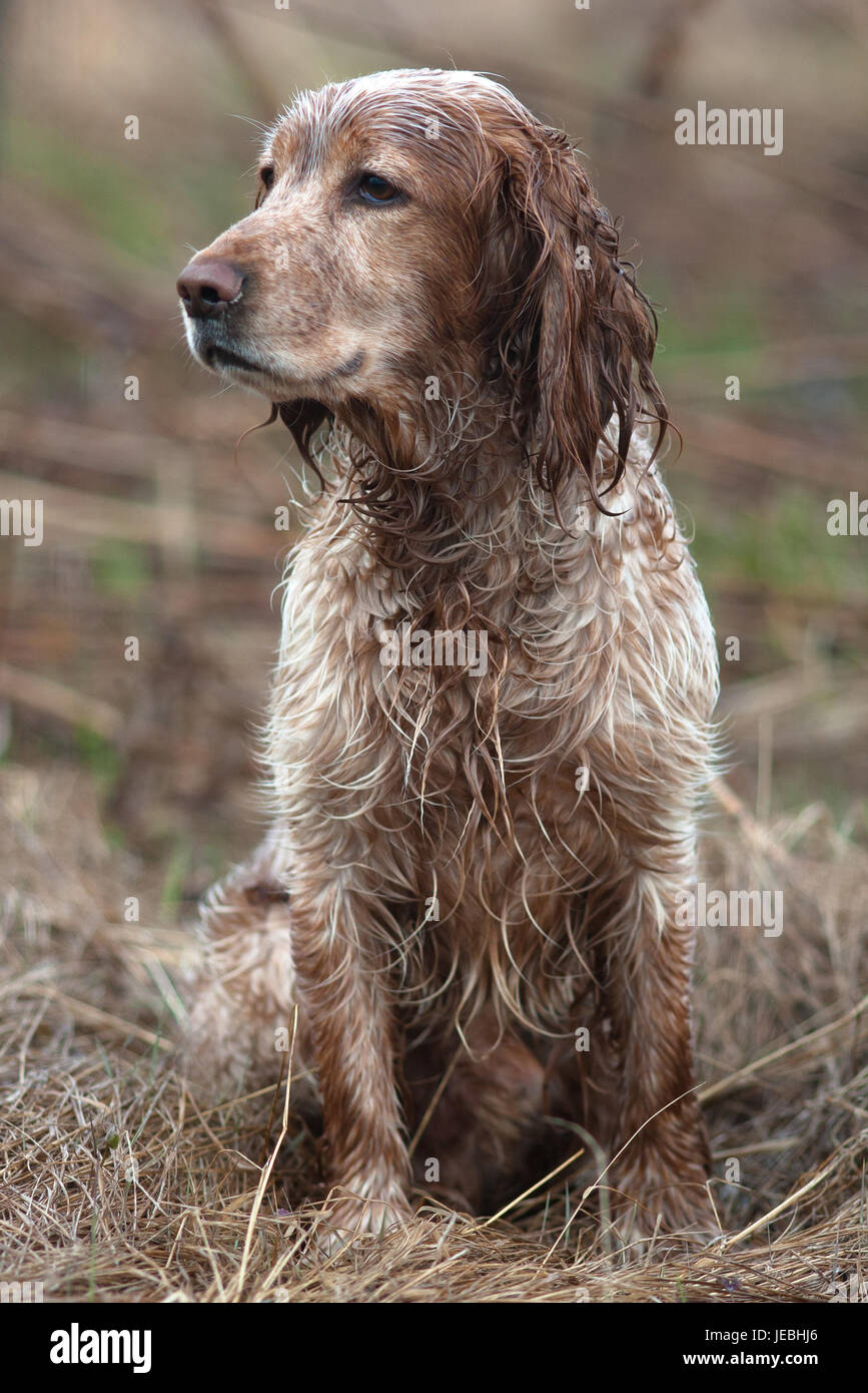 hunting dog spaniel sitting on the meadow Stock Photo Alamy