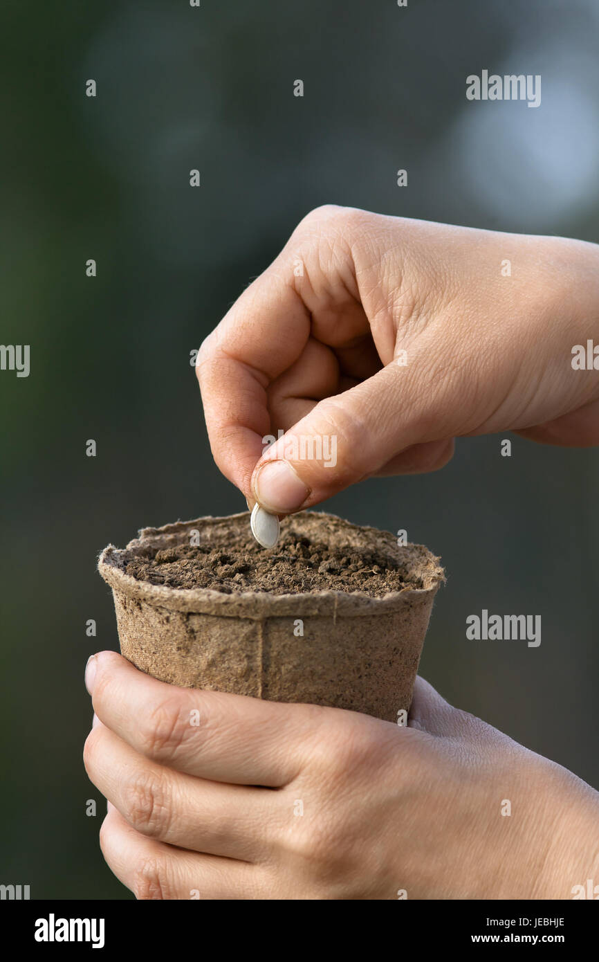 hands of woman planting seeds in peat pot with soil Stock Photo