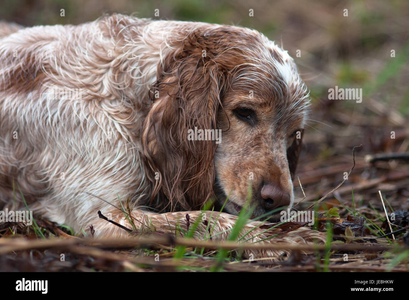 hunting dog spaniel resting after hunt Stock Photo Alamy