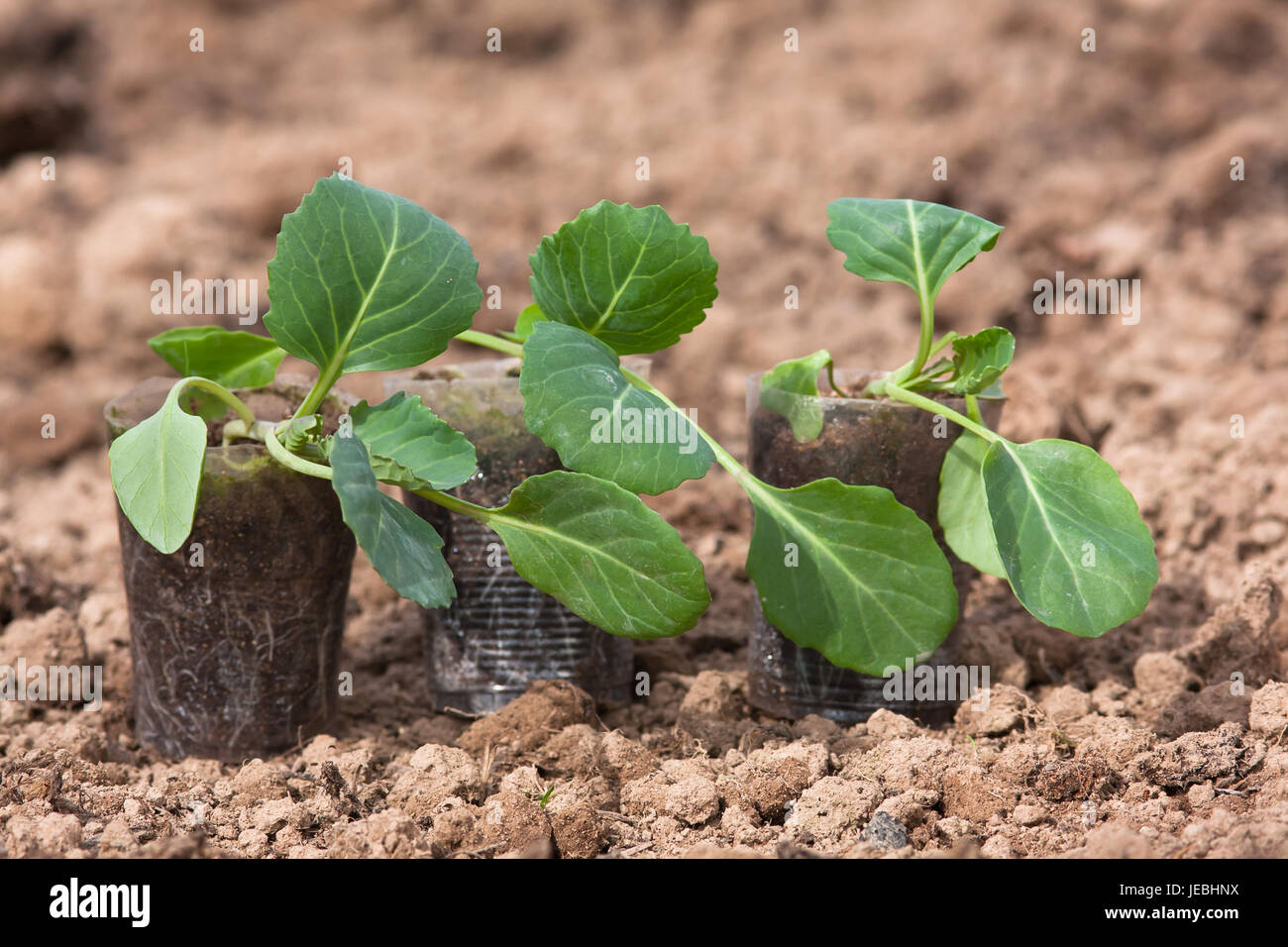 cabbage tree seedling cabbage tree seedling