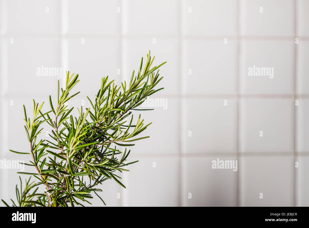 stick of rosemary cut out onto a white kitchen tiled background Stock Photo