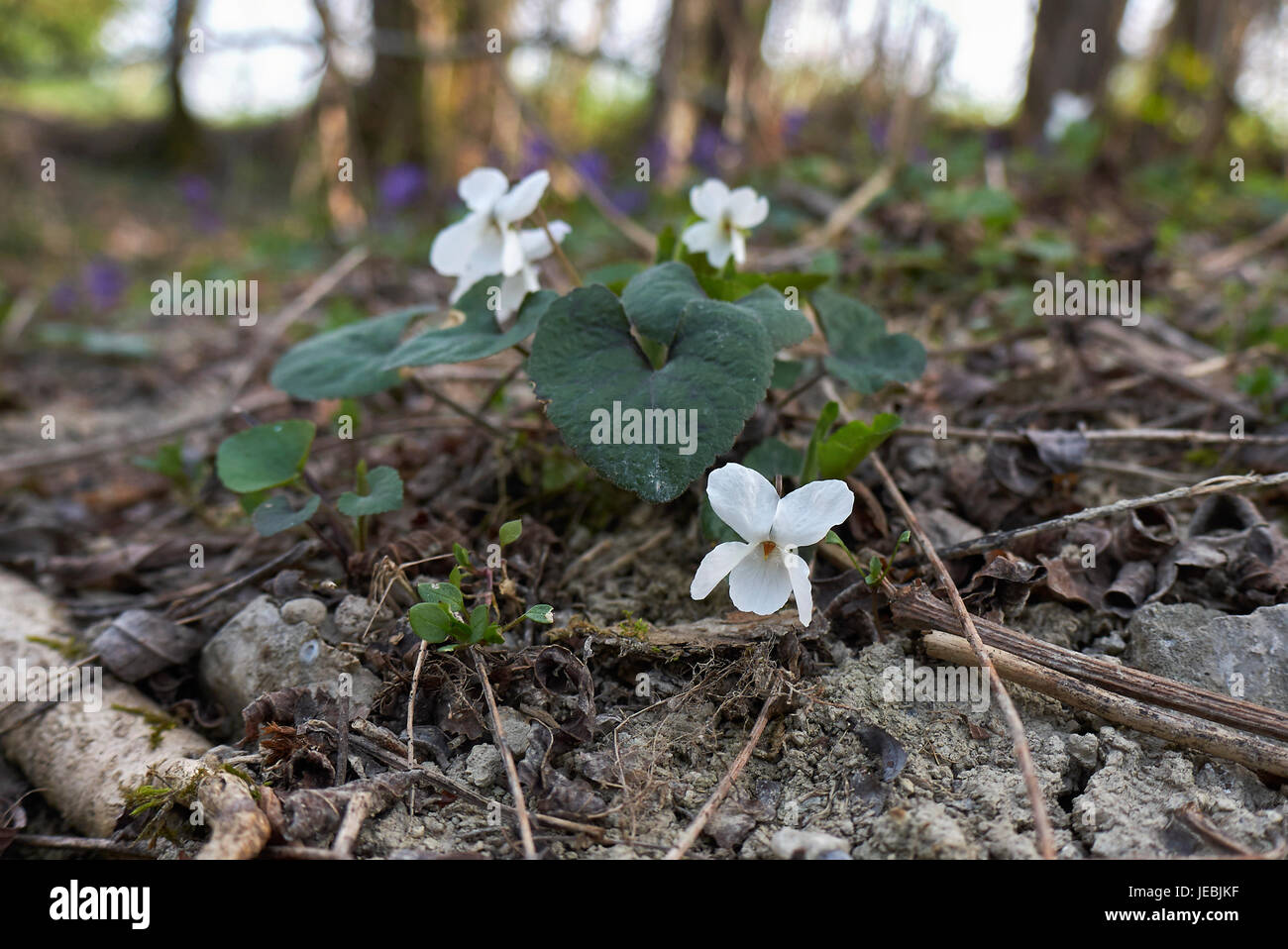 Viola alba Stock Photo