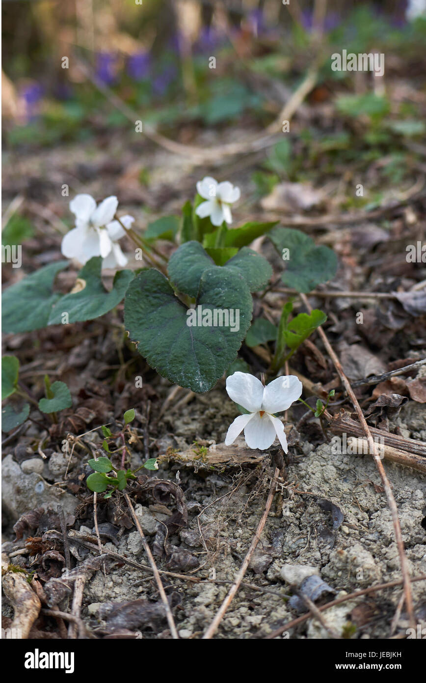 Viola alba Stock Photo