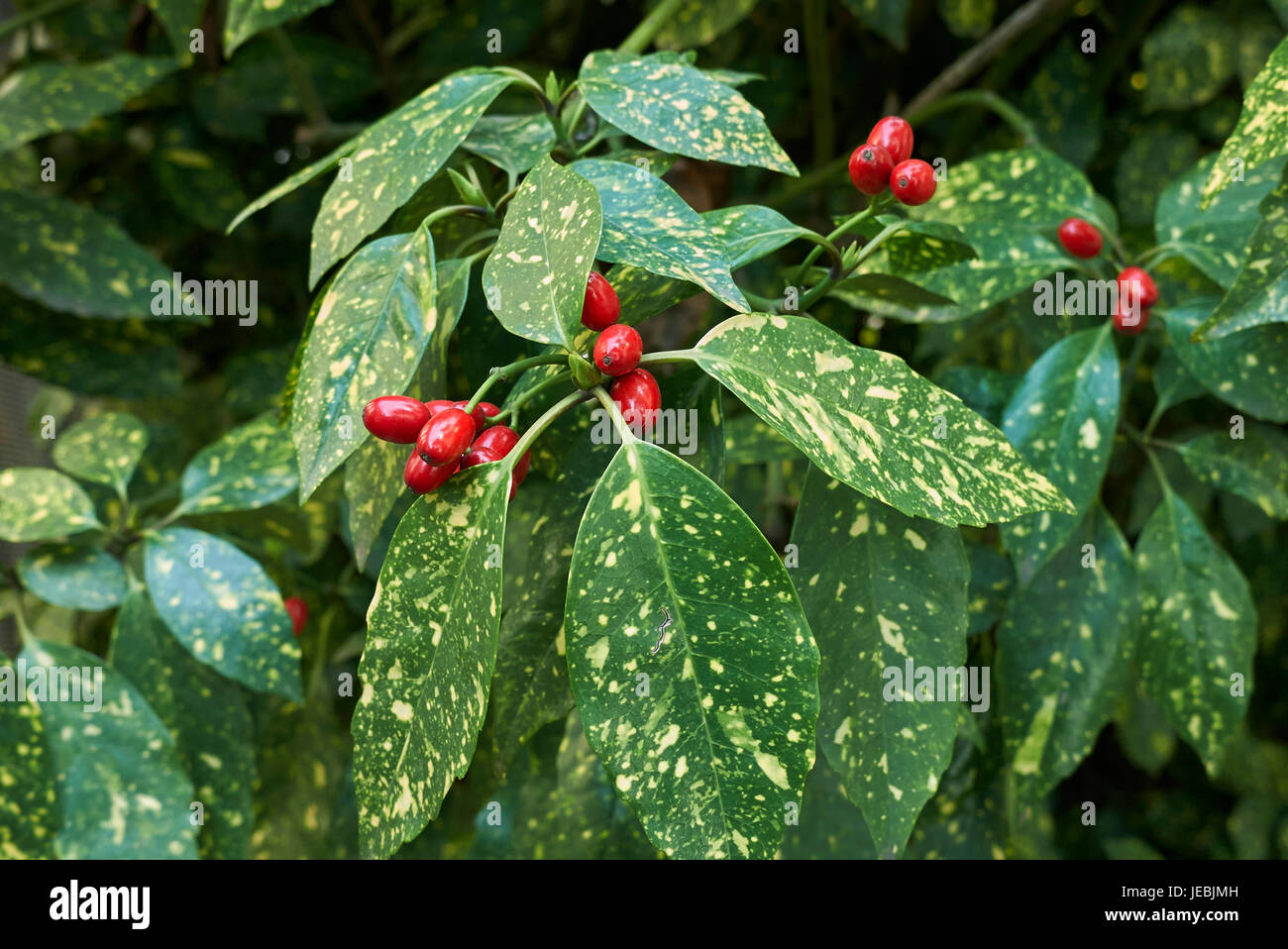 Aucuba japonica hi-res stock photography and images - Alamy