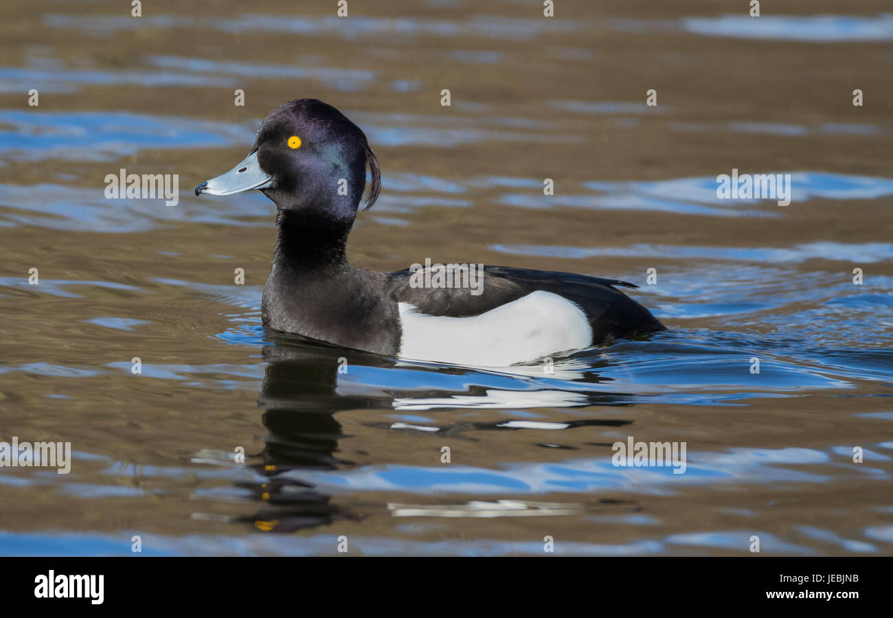 Male tufted on his own in the water Stock Photo
