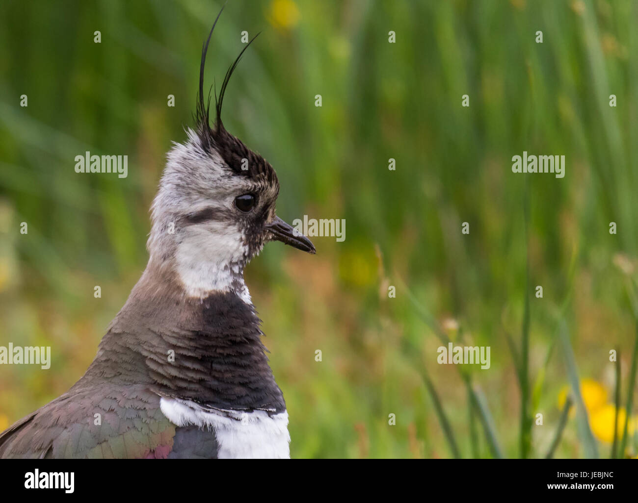 Lapwing with a watchful eye Stock Photo