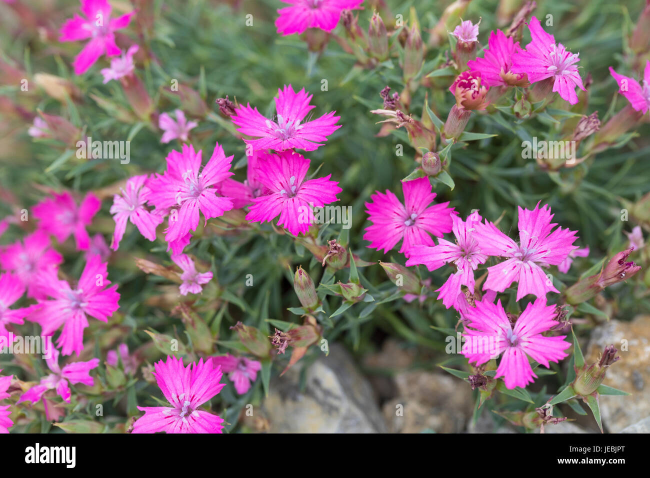 Gebirgsnelke, Nelke, Dianthus haematocalyx ssp. pindicola, alpine pink Stock Photo