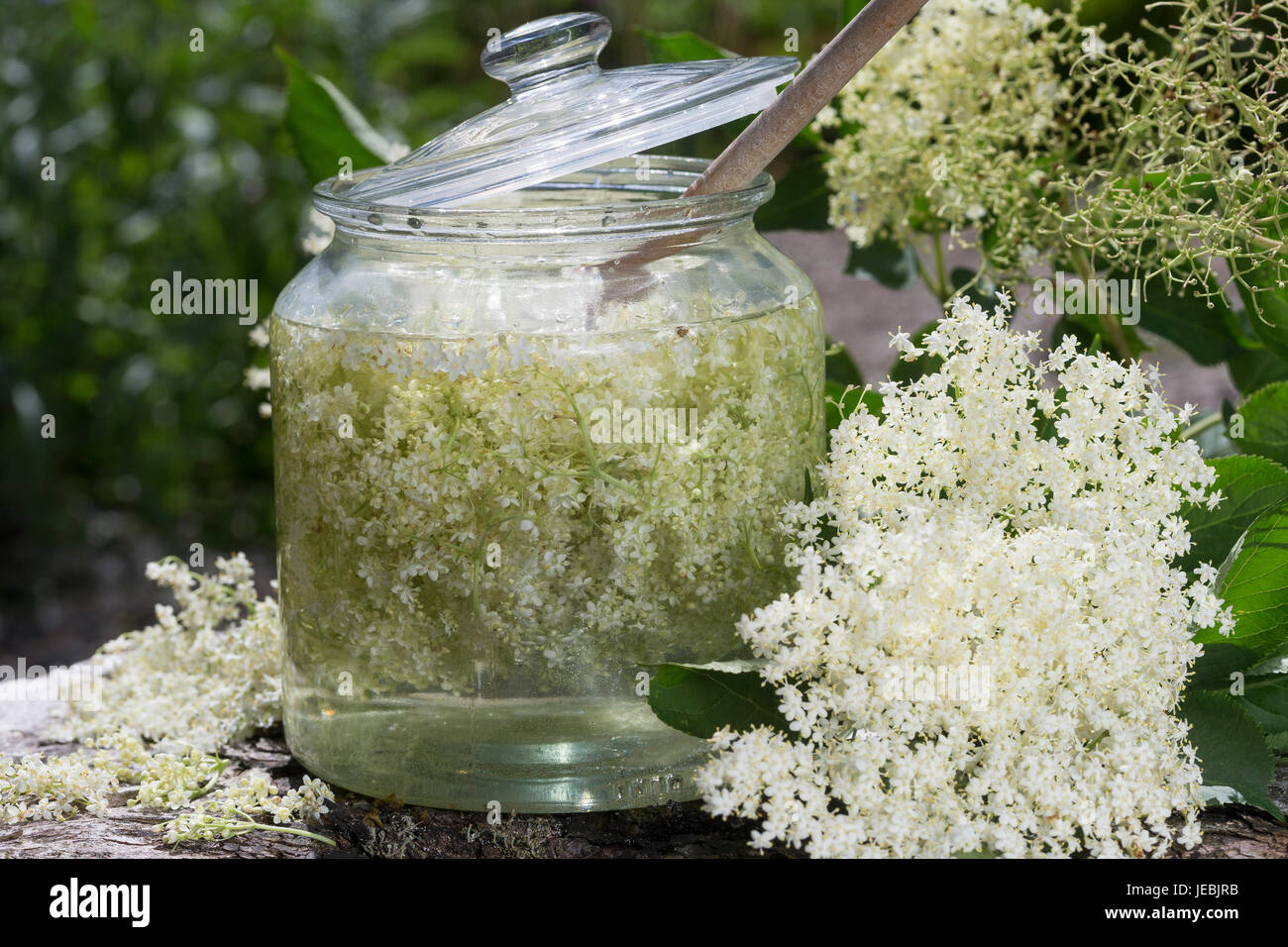 Holunderblüten-Sirup, Holunderblütensirup, Sirup aus Holunderblüten, Holunderblüte, Holunder-Blüte, Blüten vom Holunder, Schwarzer Holunder, Fliederbe Stock Photo