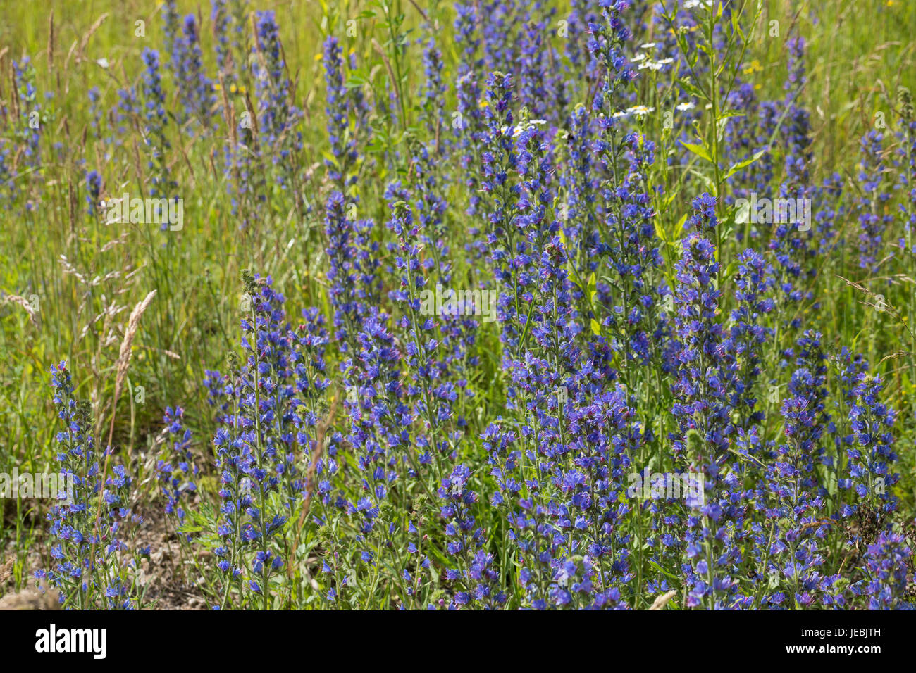 Gewöhnlicher Natternkopf, Natternkopf, Natternzunge, Echium vulgare