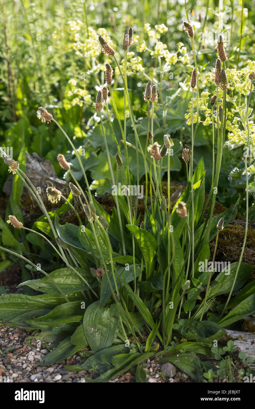 Spitz-Wegerich, Spitzwegerich, Wegerich, Plantago lanceolata, English Plantain, Ribwort, narrowleaf plantain, ribwort plantain, ribleaf, le Plantain l Stock Photo