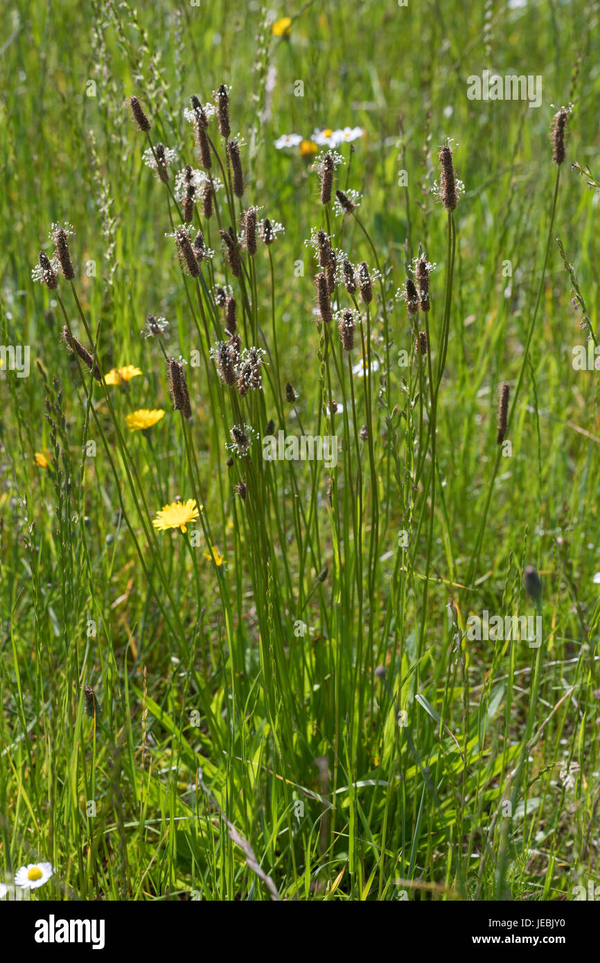 Spitz-Wegerich, Spitzwegerich, Wegerich, Plantago lanceolata, English Plantain, Ribwort, narrowleaf plantain, ribwort plantain, ribleaf, le Plantain l Stock Photo