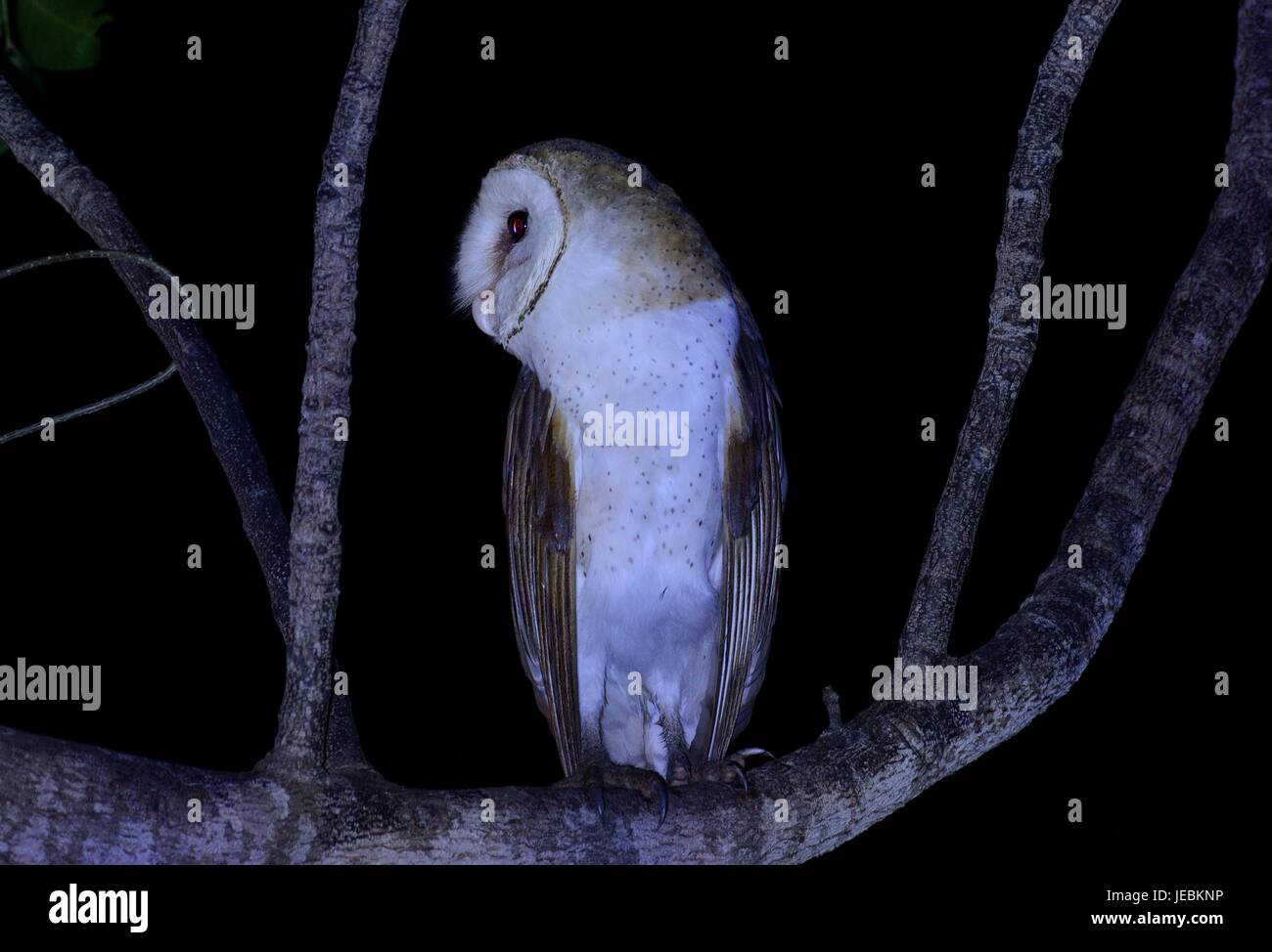 beautiful barn owl (Tyto alba) sleep in the tree Stock Photo