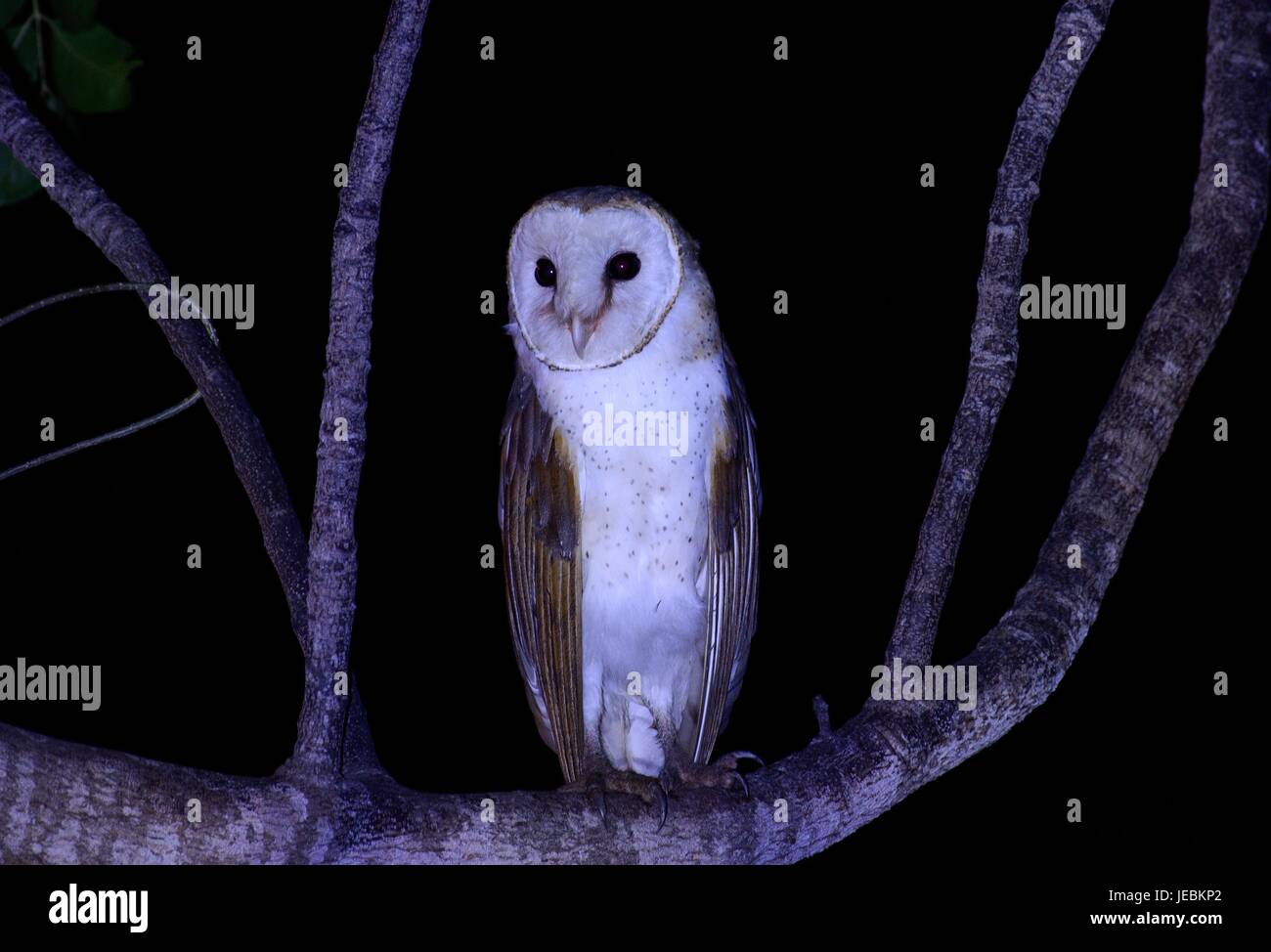 beautiful barn owl (Tyto alba) sleep in the tree Stock Photo