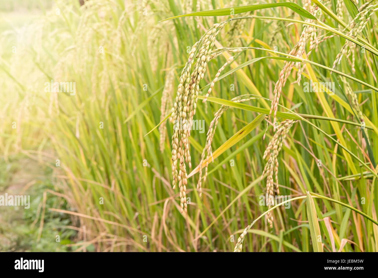 Close up of paddy rice seed Stock Photo - Alamy