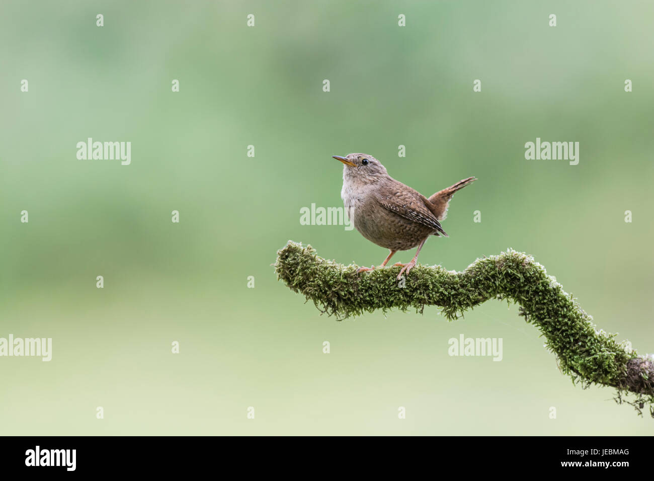 Wren (Troglodytes troglodytes) on an isolated branch. The species is called the winter wren in America, and the common or Holarctic wren elsewhere. Stock Photo