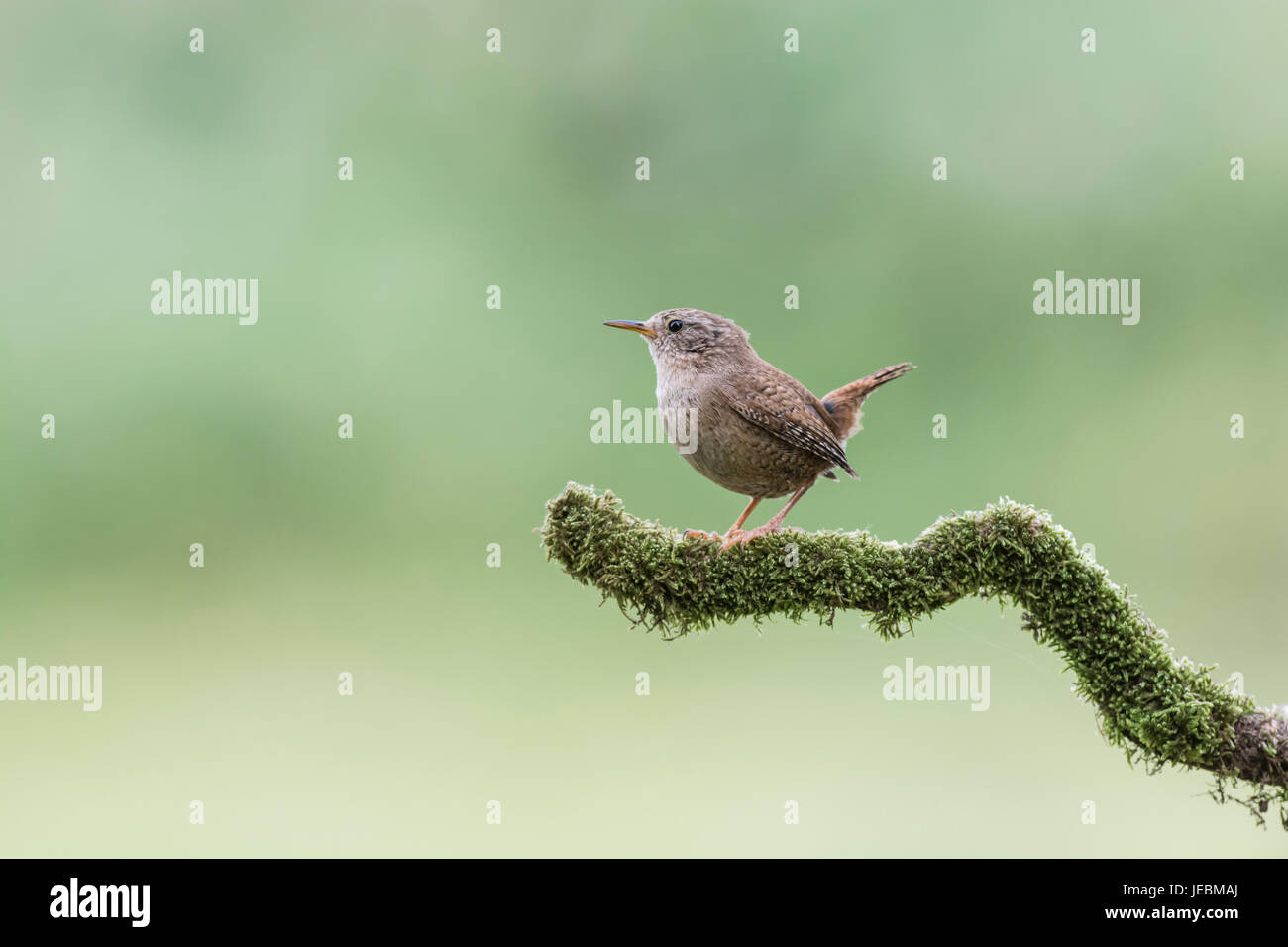 Wren (Troglodytes troglodytes) on an isolated branch. The species is called the winter wren in America, and the common or Holarctic wren elsewhere. Stock Photo