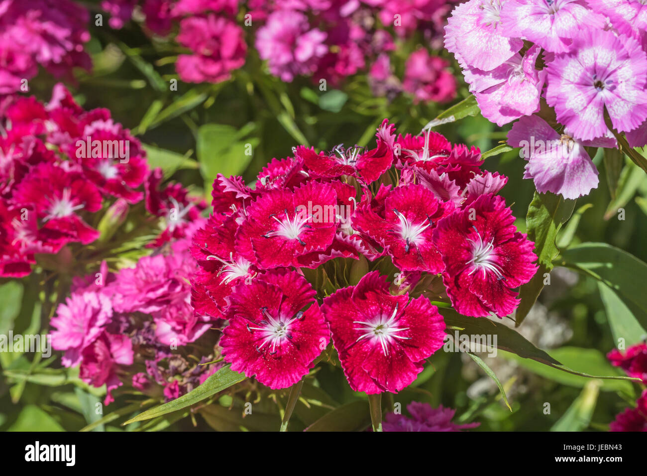 Red and pink Summer flowering Sweet William (Dianthus barbatus ) Stock Photo