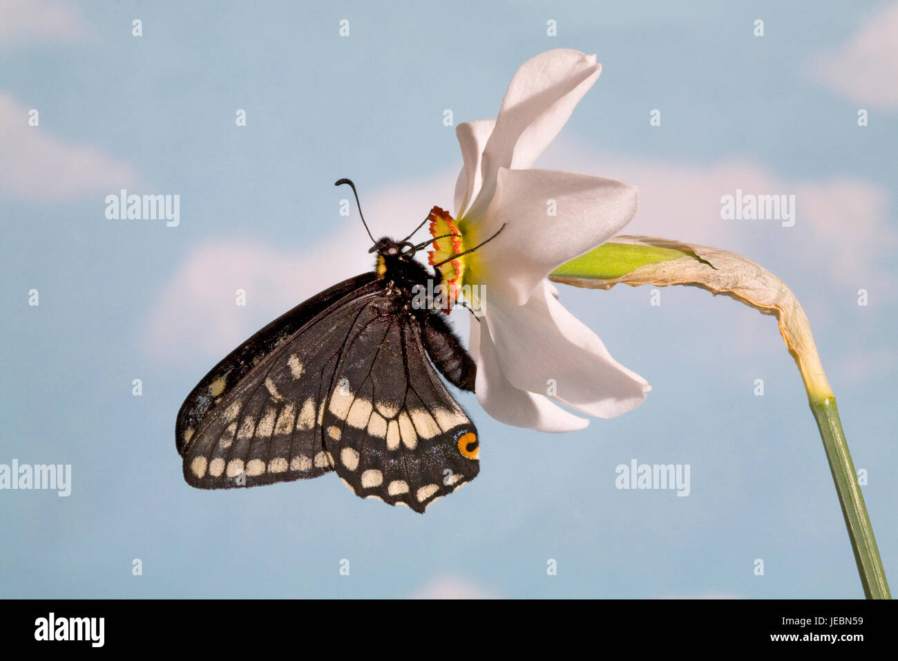 Indra Swallowtail butterfly, Papilio indra,  nectaring on a Pheasant's eye wild flower, Narcissus Poetica, Metolius River, Camp Sherman, Oregon. Stock Photo