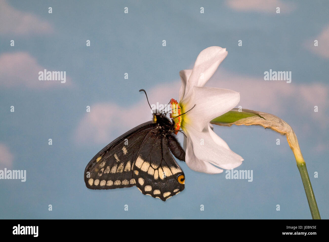 Indra Swallowtail butterfly, Papilio indra, nectaring on a Pheasant's eye wild flower, Narcissus Poetica, Metolius River, Camp Sherman, Oregon. Stock Photo