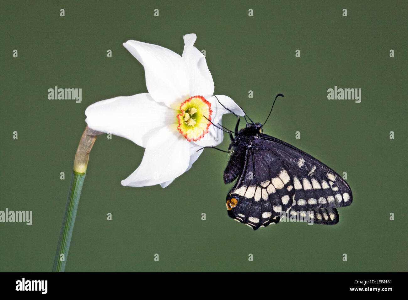 Indra Swallowtail butterfly, Papilio indra,  nectaring on a Pheasant's eye wild flower, Narcissus Poetica, Metolius River, Camp Sherman, Oregon. Stock Photo