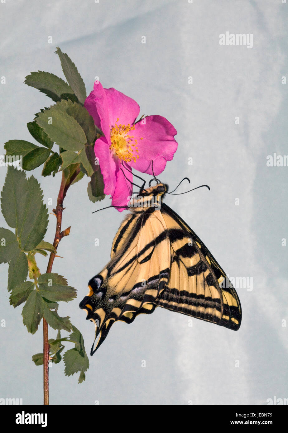 A Western Tiger Swallowtail butterfly, Papilio rutulus, on a wild Nooka Rose. Stock Photo