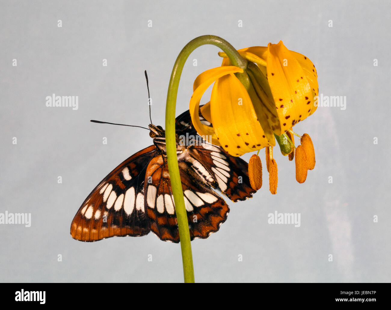 A Lorquin's Admiral butterfly, Limenitis lorquini,  alighted on a Columbian lily wildflower. Stock Photo