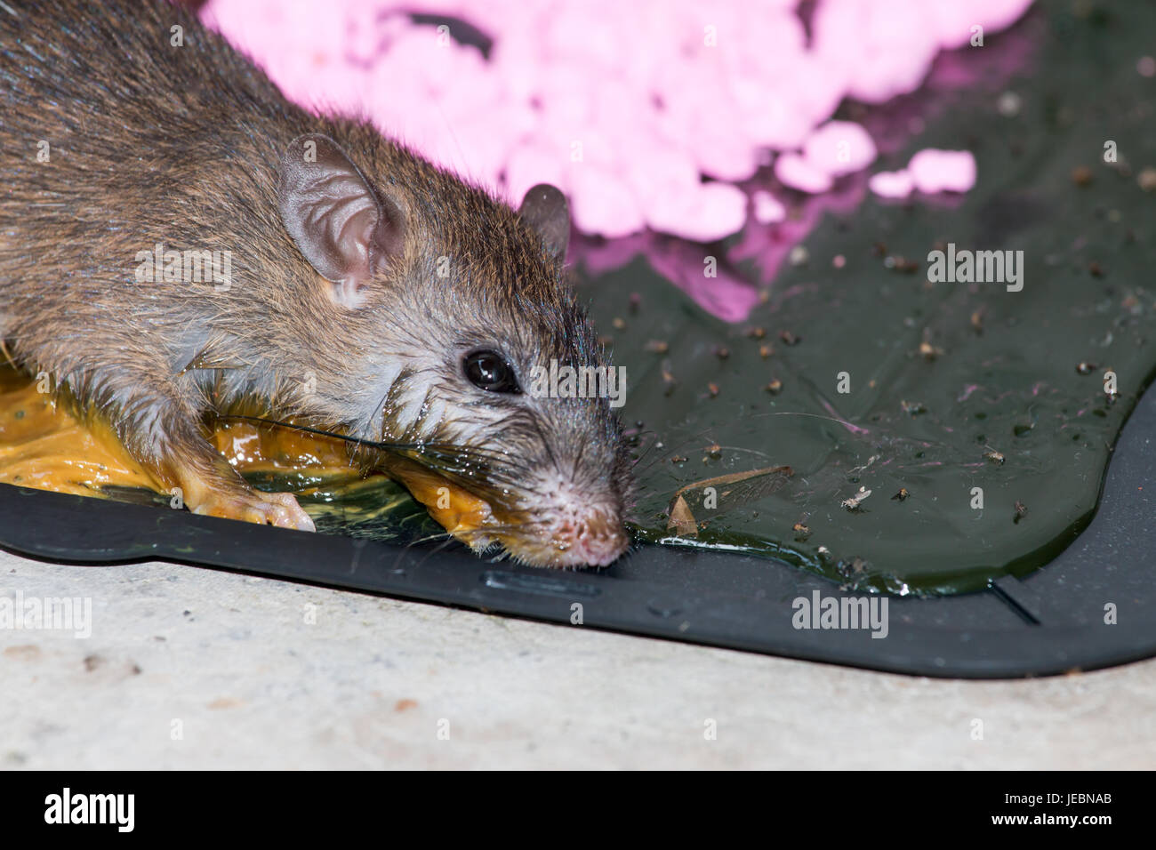 glue mousetrap, Rats on rat glue trap, Dead mouse in a mousetrap