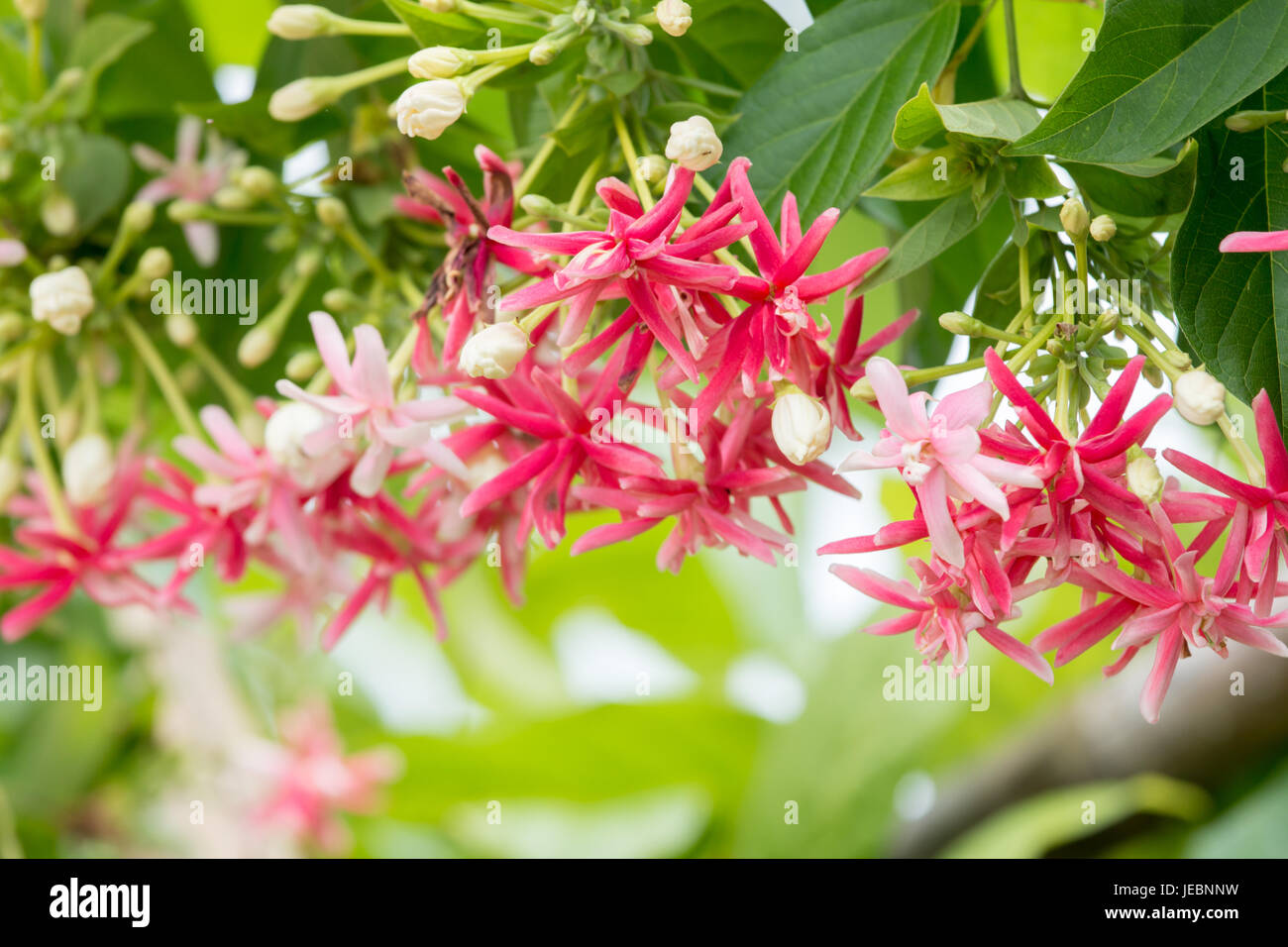 blurred and Soft focus Quisqualis Indica flower plant , Chinese honeysuckle, Rangoon Creeper, Combretum indicum Stock Photo