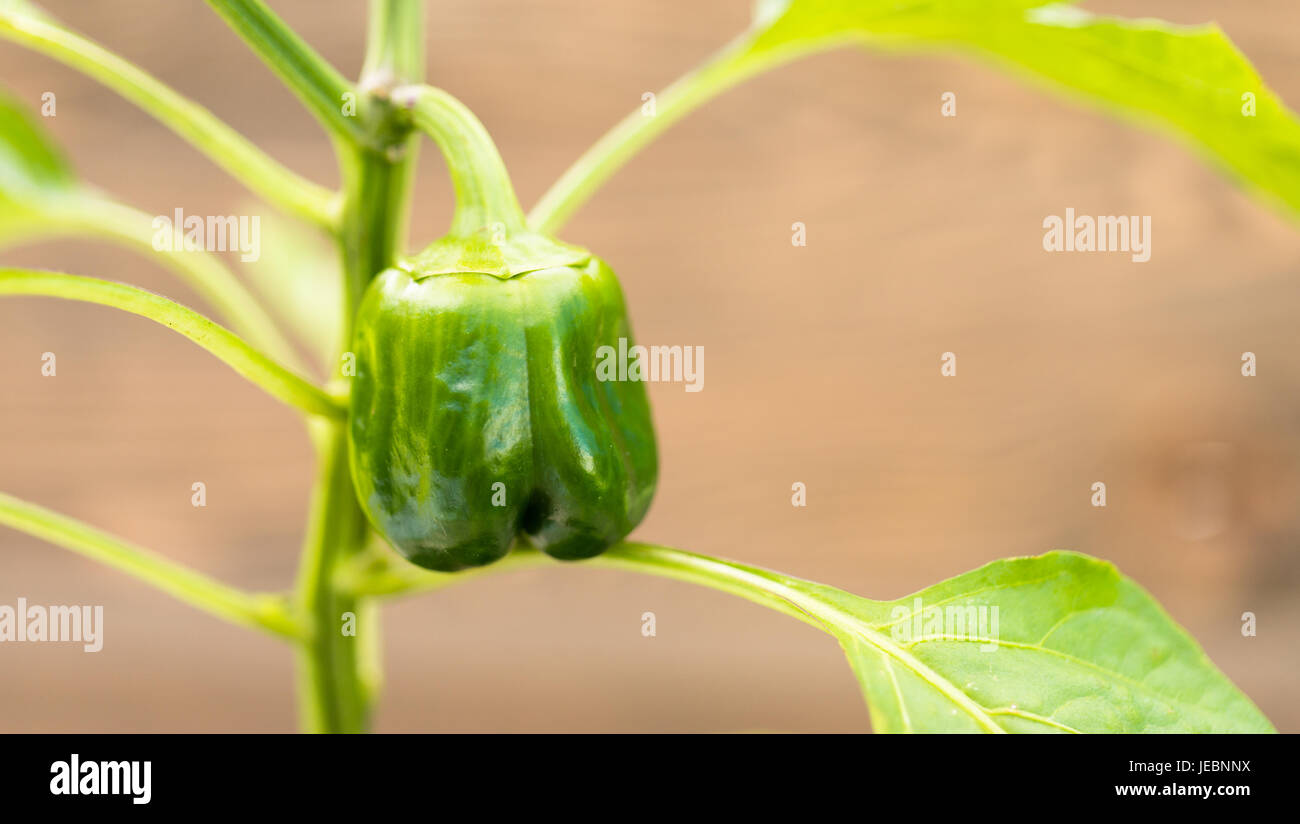 Bell pepper flower hi-res stock photography and images - Alamy