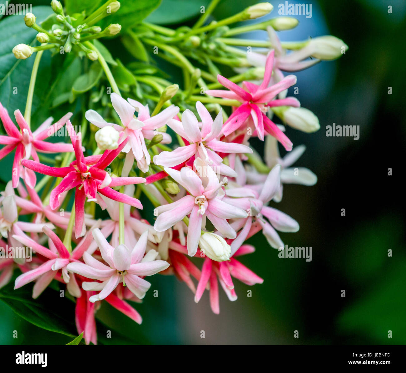 Quisqualis Indica flower plant , Chinese honeysuckle, Rangoon Creeper, Combretum indicum Stock Photo