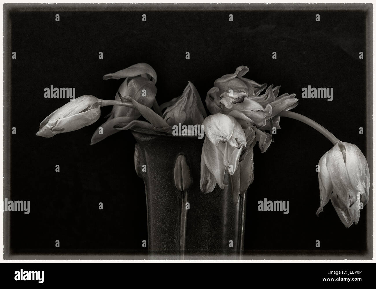 Wilted tulips in vase- still life with black background Stock Photo