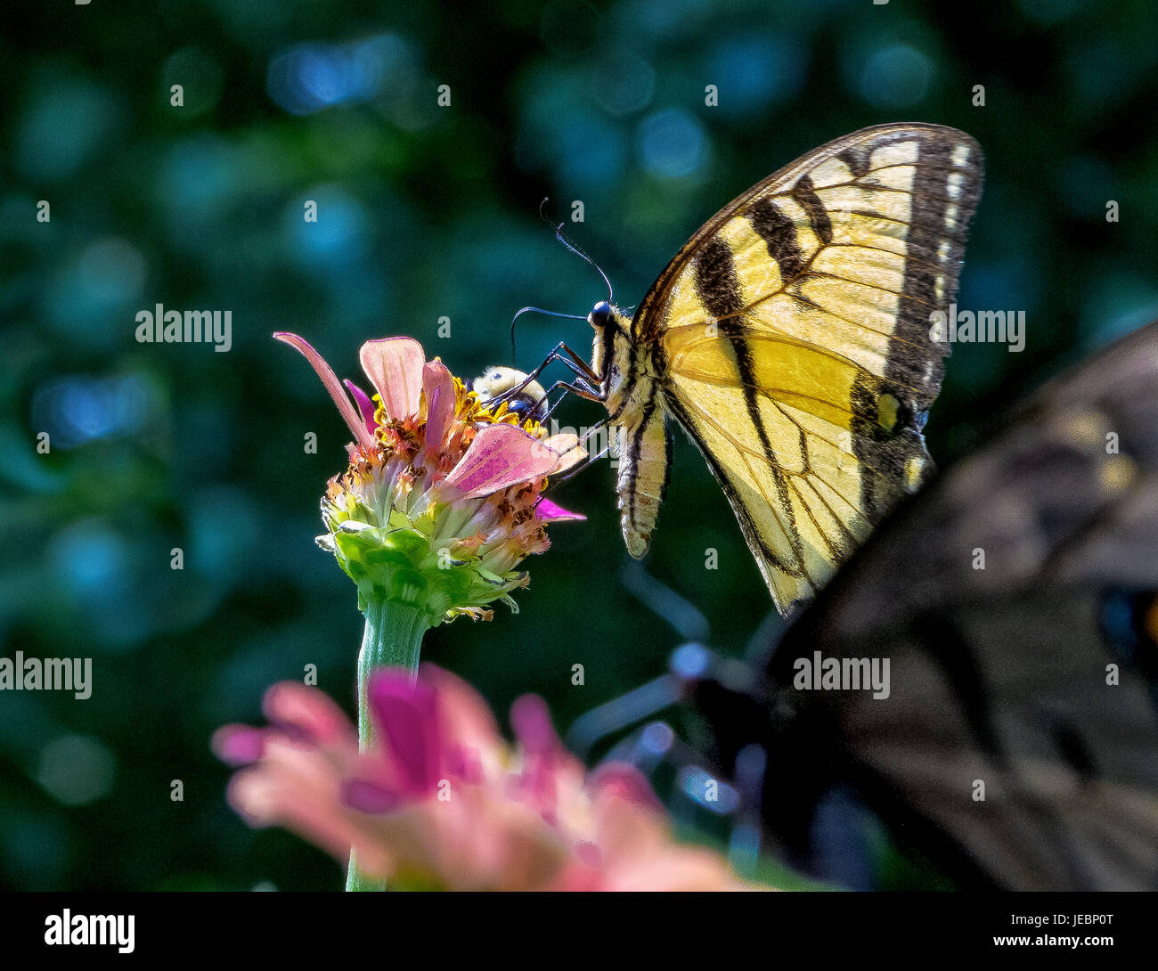 Butterflies on Flowers Stock Photo