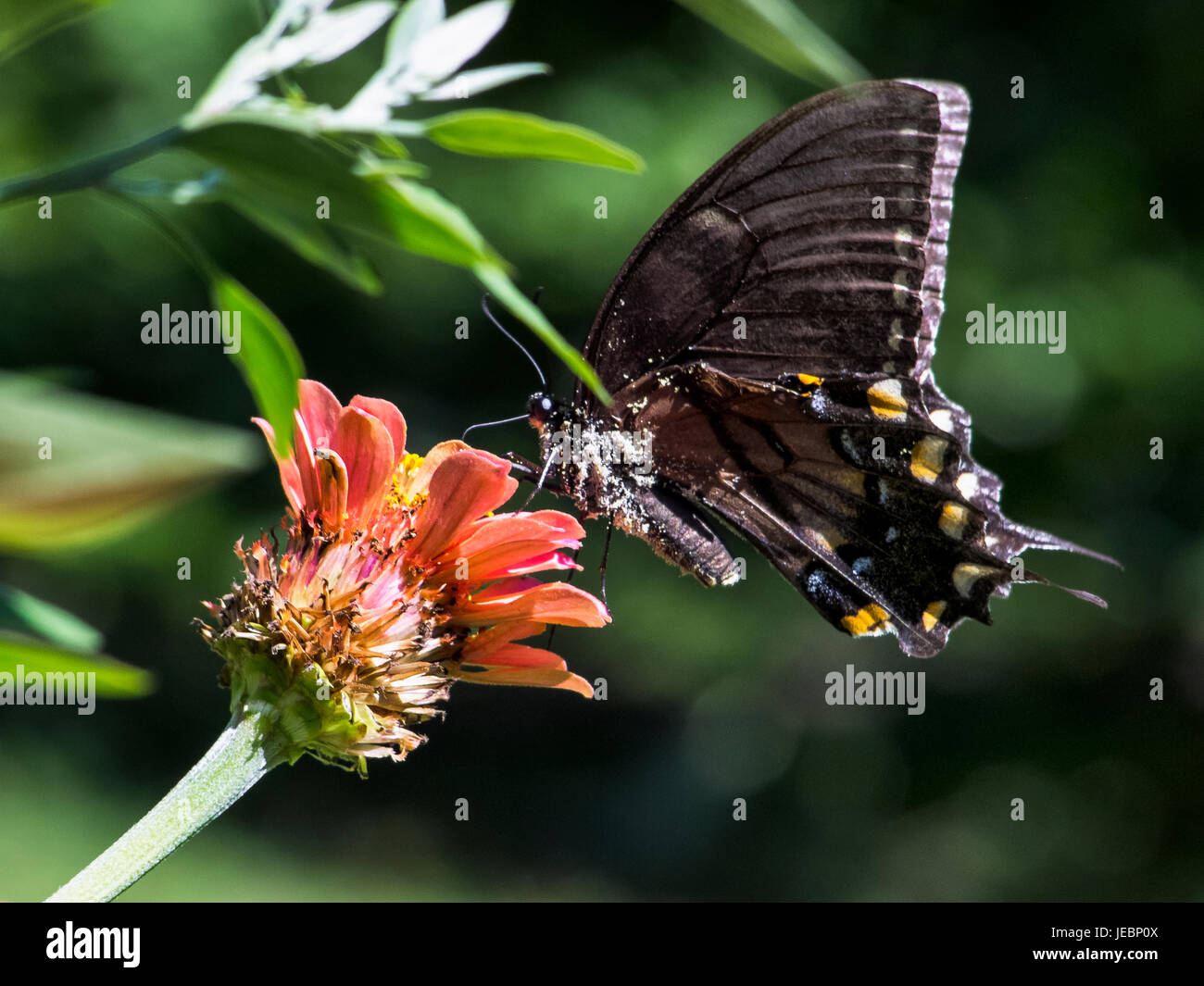 Butterflies on Flowers Stock Photo